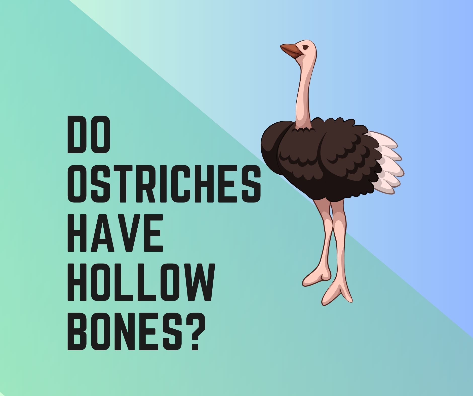 Do Ostriches Have Hollow Bones