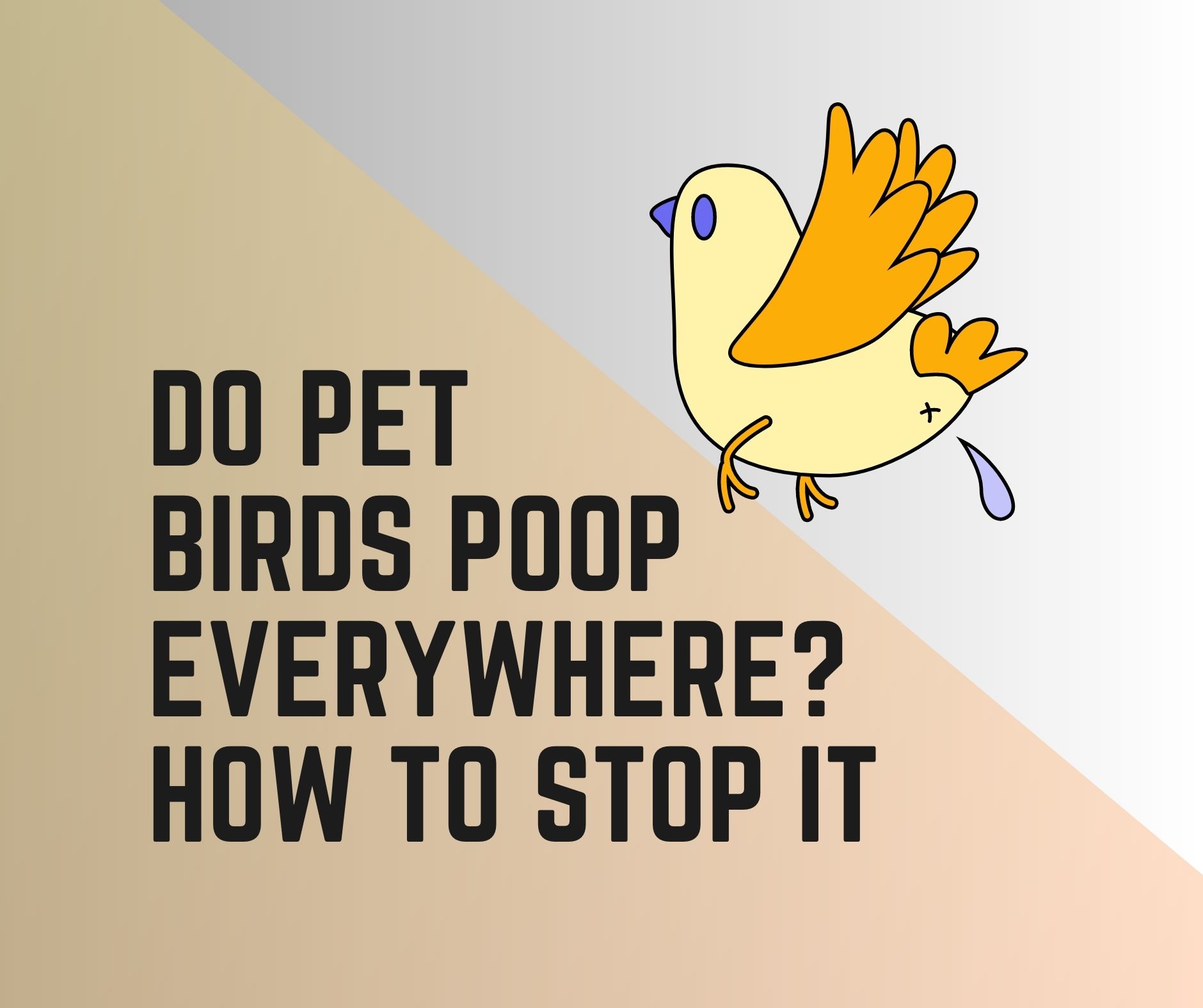 Do Pet Birds Poop Everywhere