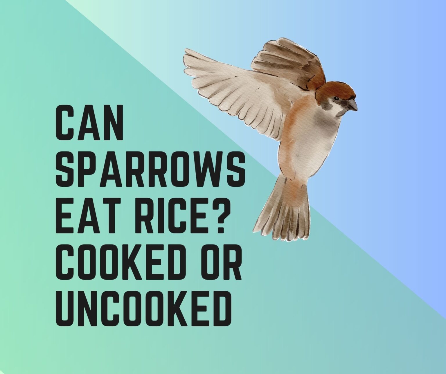 Can and Do Sparrows Eat Rice? Cooked Or Uncooked Birds News