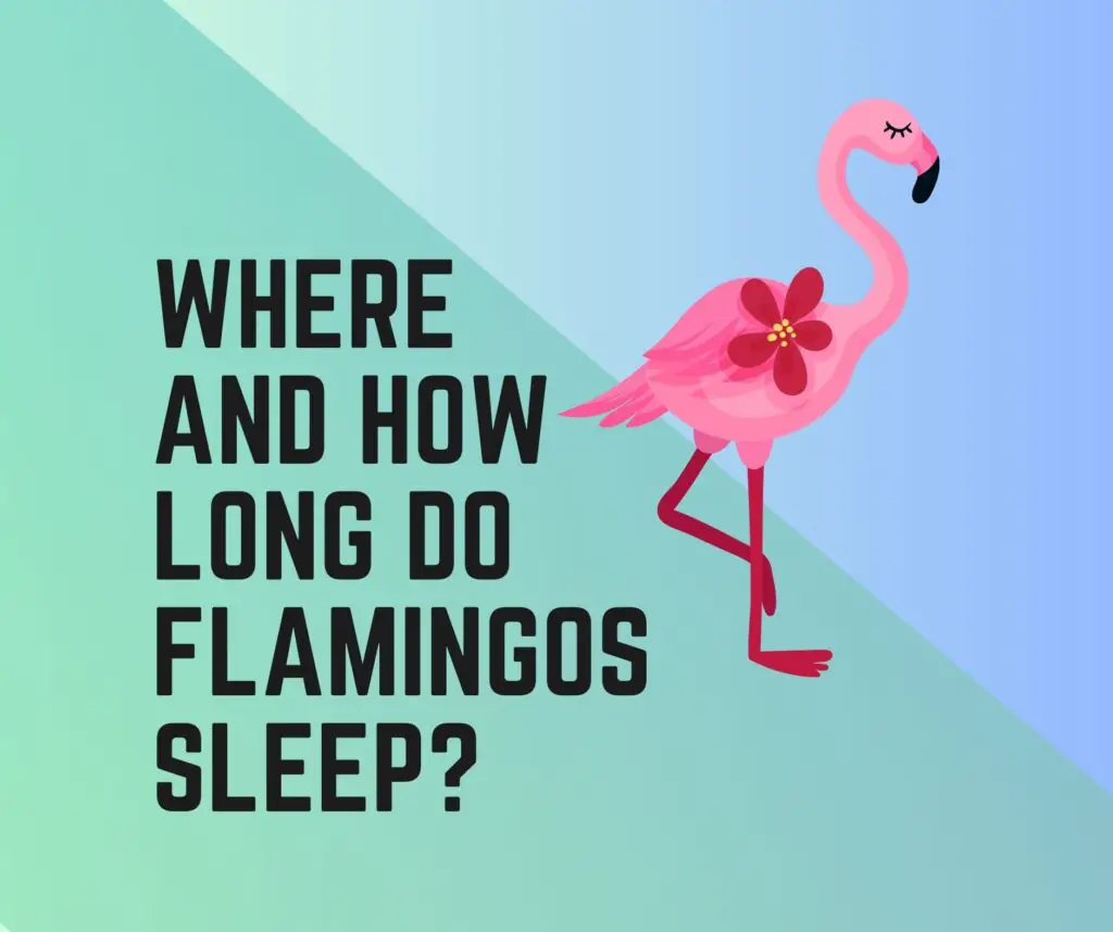 How Long and Where Do Flamingos Sleep?