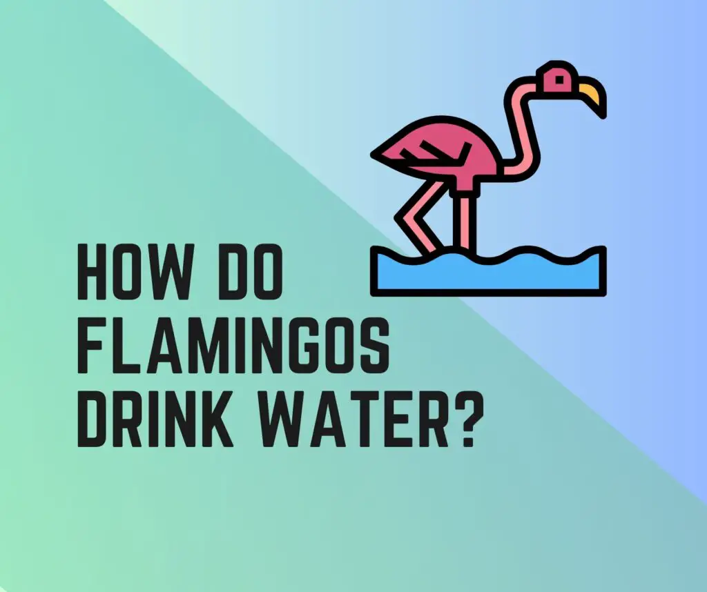 How Do Flamingos Drink Water