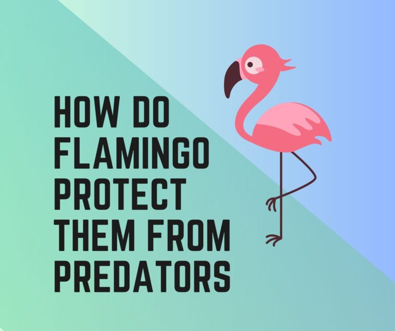 How Do Flamingos Protect Themselves From Predators?