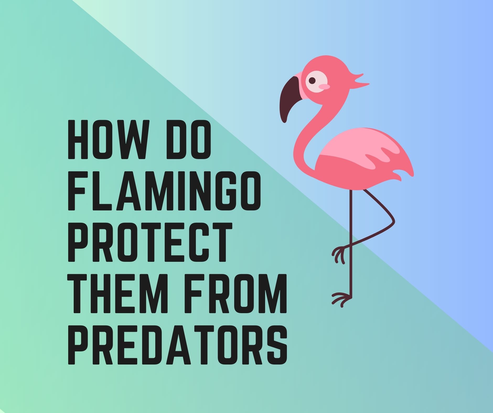 How Do Flamingos Protect Themselves From Predators?
