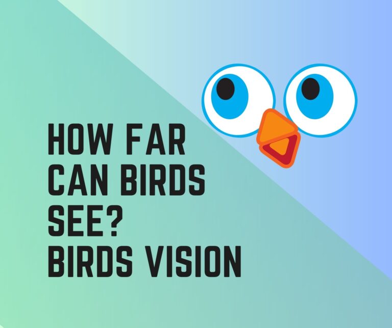 How Far Can Birds See? Birds Vision Range