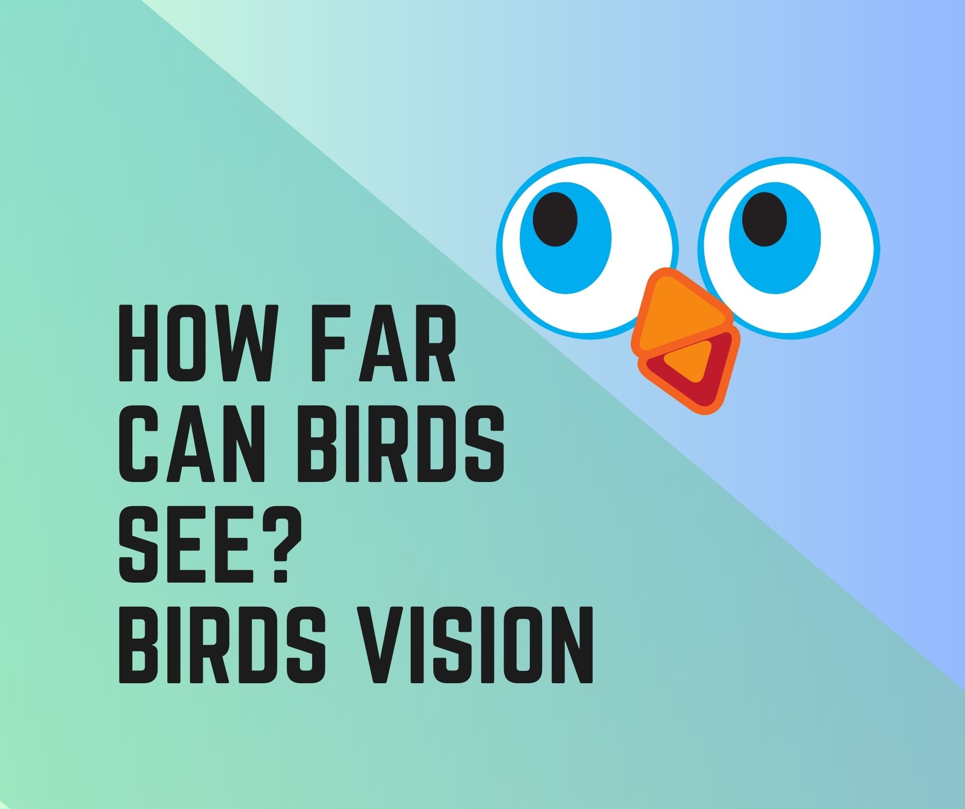 How Far Can Birds See? Birds Vision Range