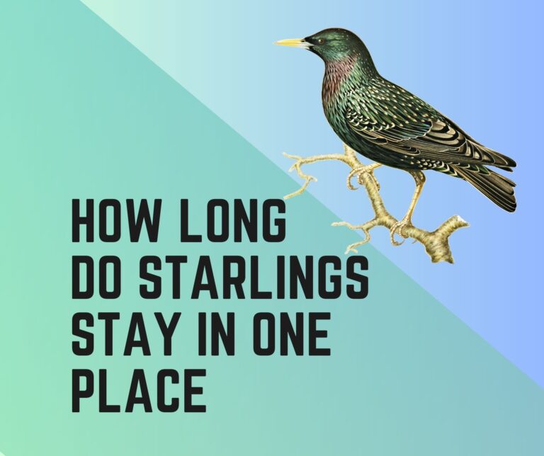 How Long Do Starlings Stay In One Place?