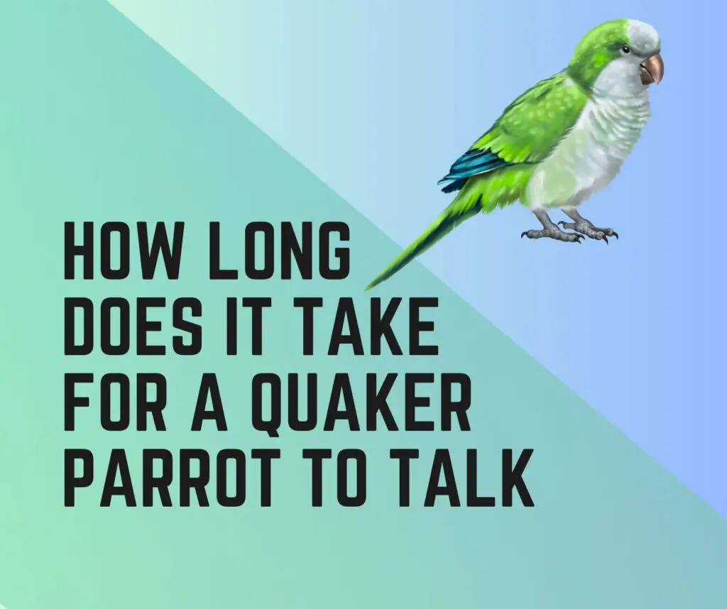 How Long Does It Take A Quaker Parrot to Talk