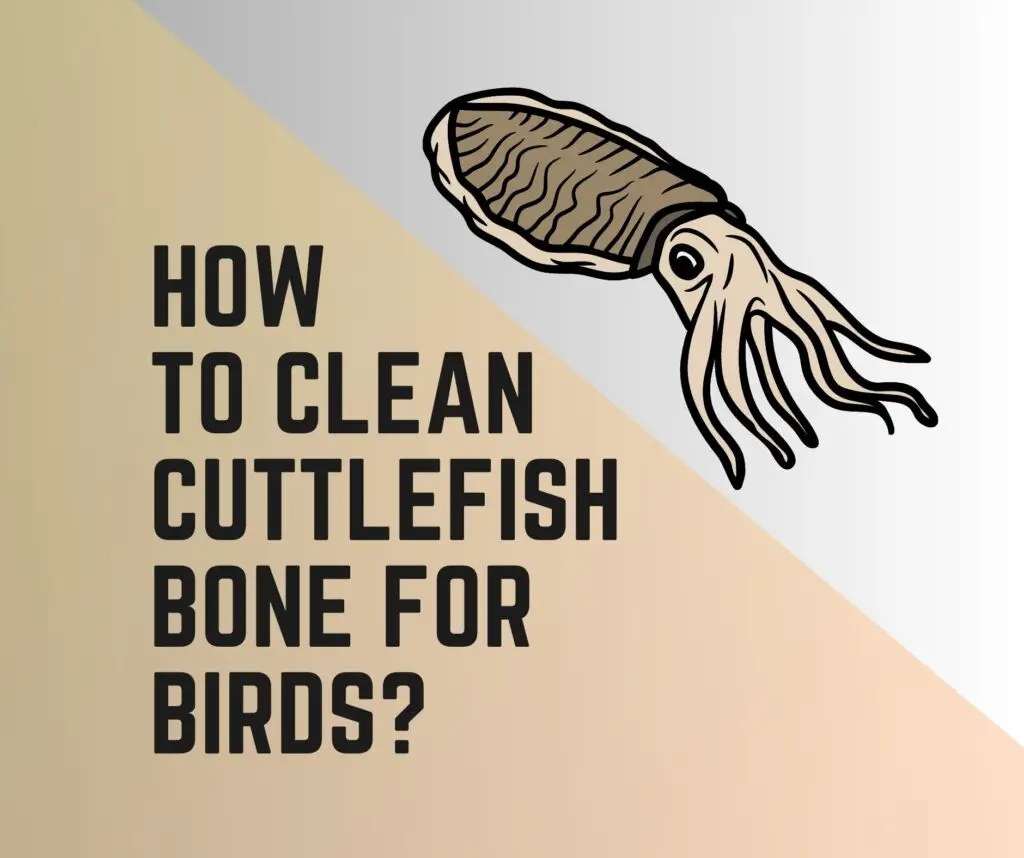 How To Clean Cuttlefish Bone For Birds?