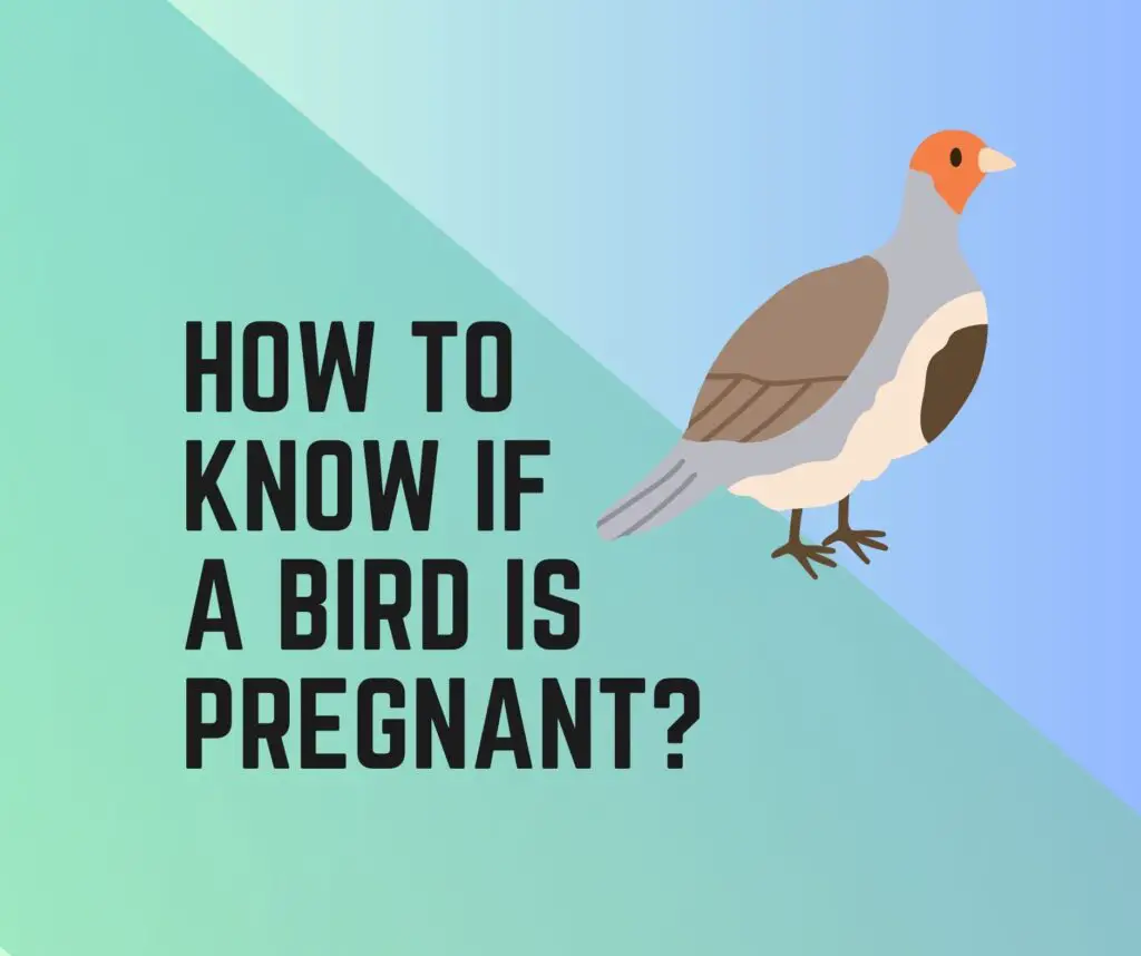 How To Know If A Bird Is Pregnant