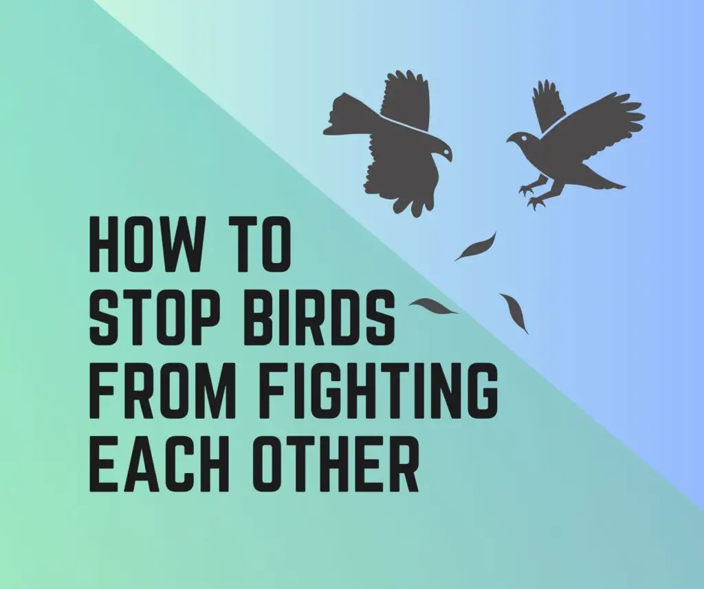 How To Stop Birds From Fighting Each Other?