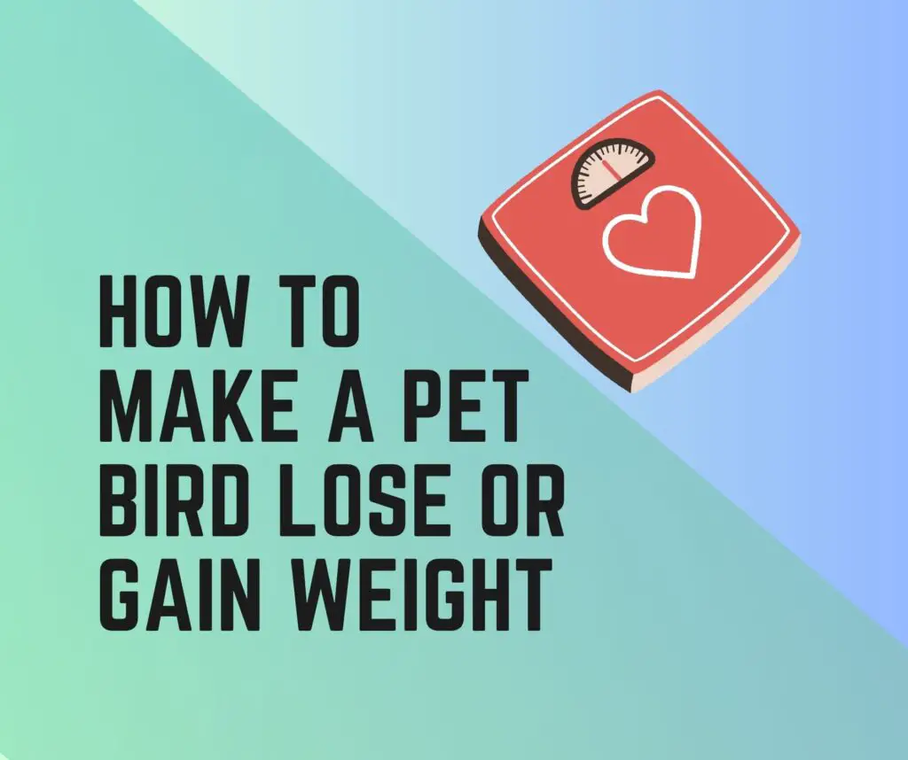 How to Make Your Bird Lose or Gain Weight