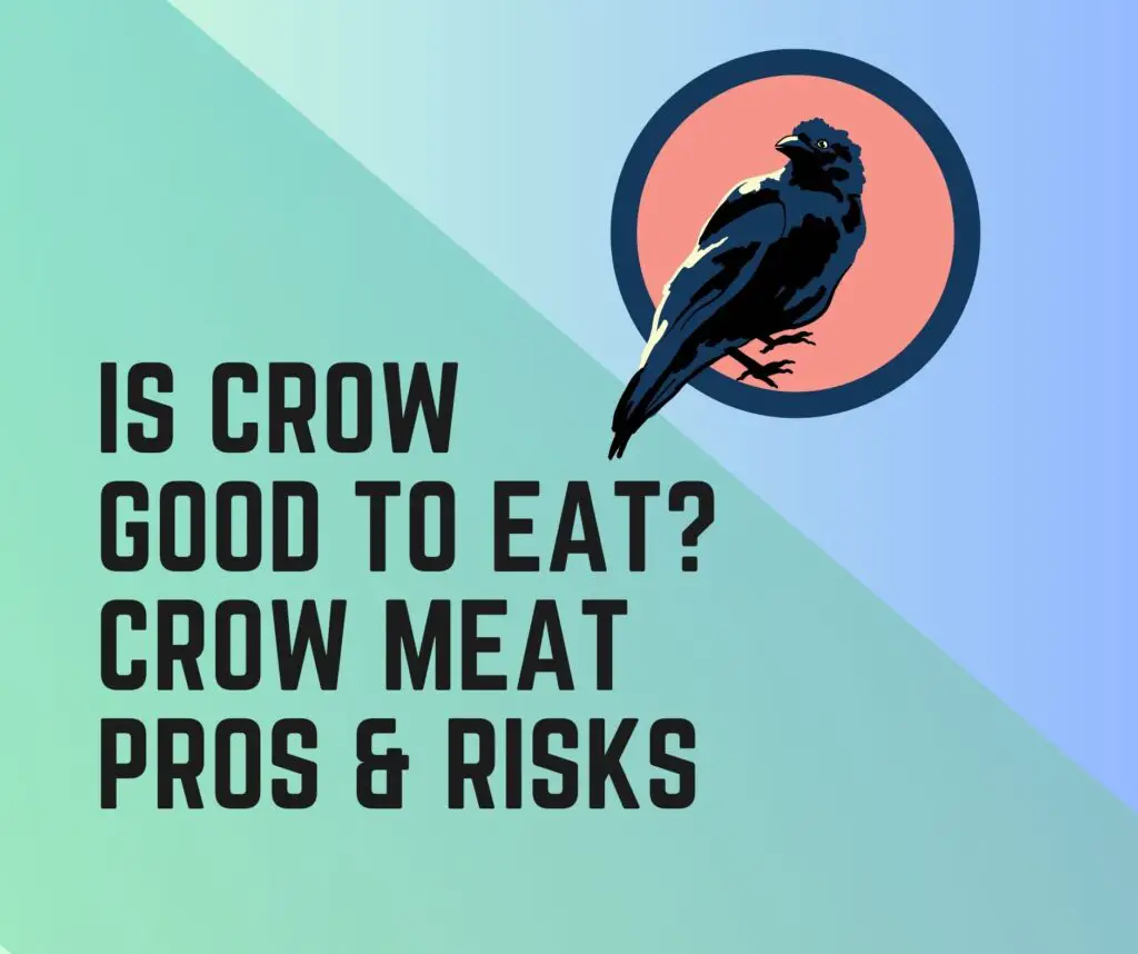 Is Crow Good To Eat? Crow Meat Benefits and Risks