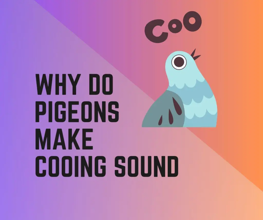 Why Do Pigeons Coo? Why Do Pigeons Make Cooing Noise In the Morning?