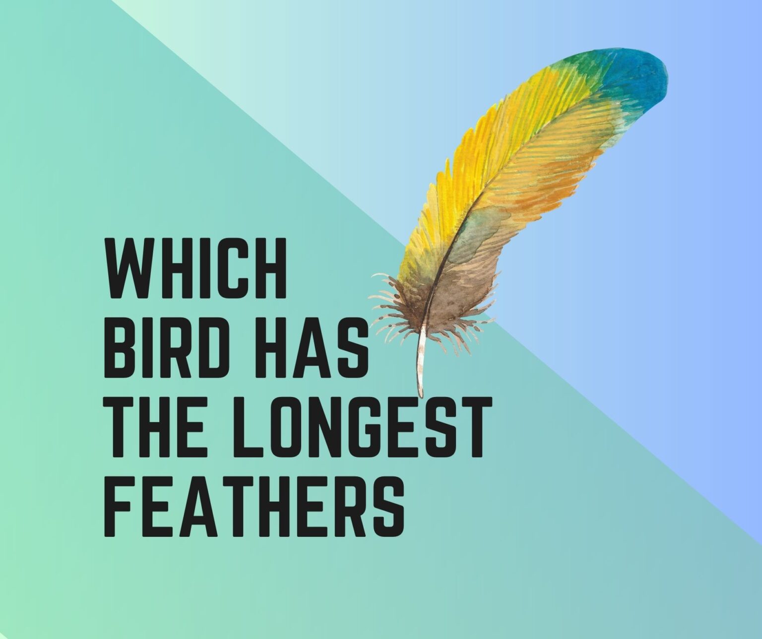 10 Birds With Longest Feathers - Birds News