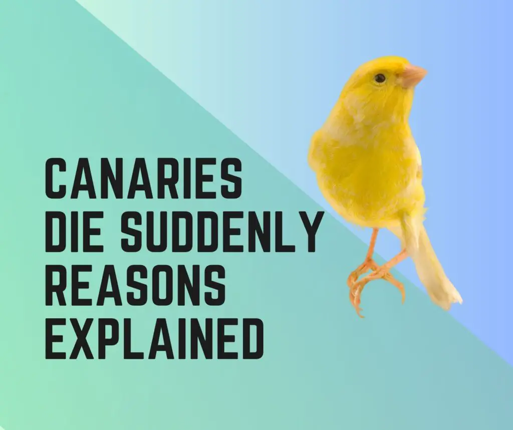 Why Do Canaries Die Suddenly? Random Death Logic