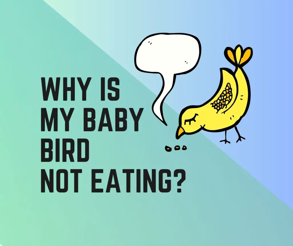 Why Is My Baby Bird Not Eating? 13 Reasons Plus Tips