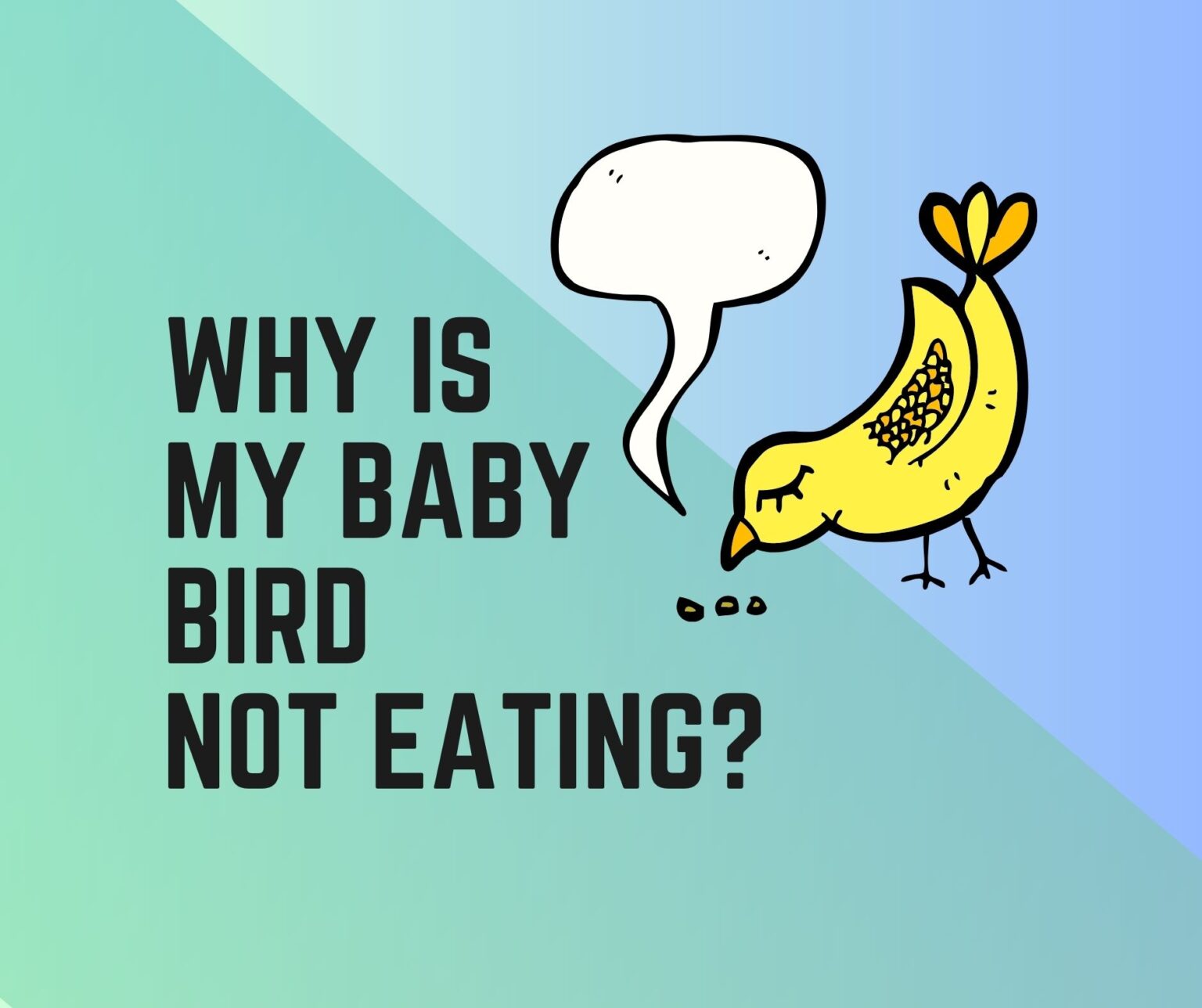 why-is-my-baby-bird-not-eating-13-reasons-plus-tips-birds-news