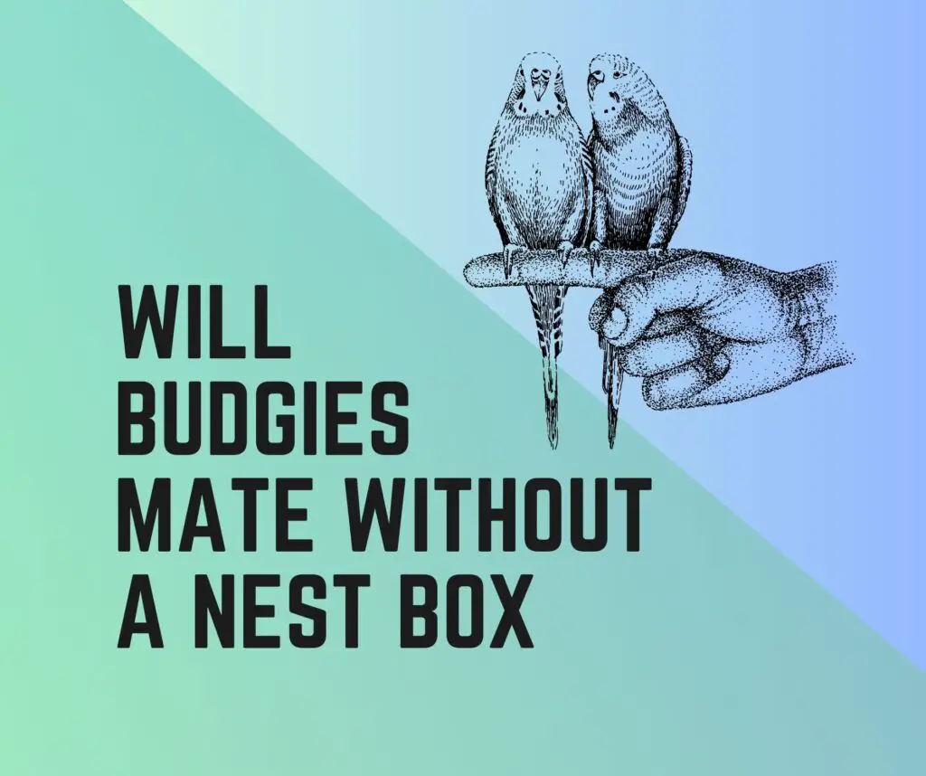 Will Budgies Mate and Breed Without A Nest Box?