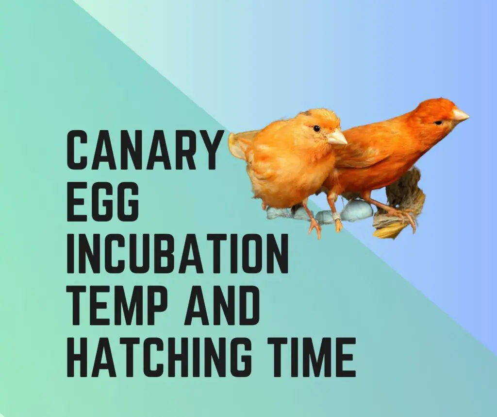 Canary Egg Incubation Temperature And Hatching Time