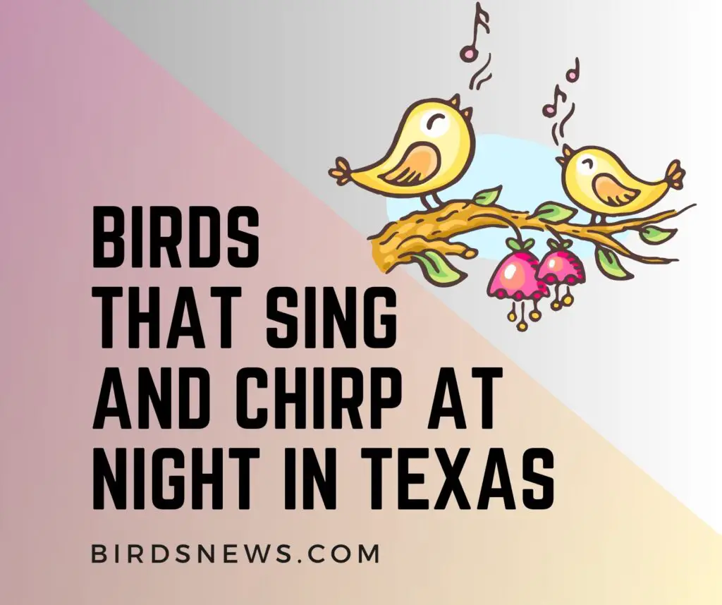 Birds That Sing And Chirp At Night In Texas