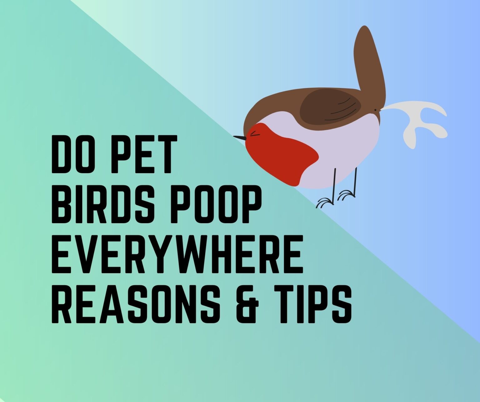 Do Pet Birds Poop Everywhere or Anywhere? [5 Reasons & Tips] Birds News