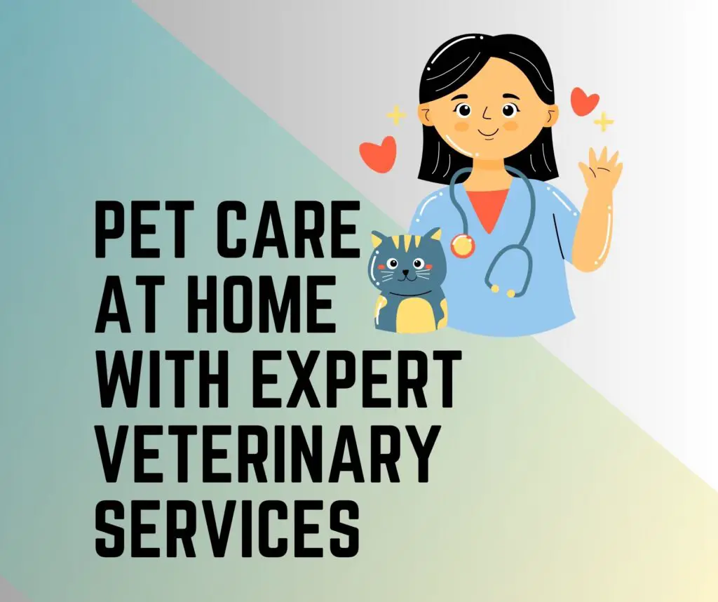 Caring for Your Pets at Home with Expert Veterinary Services