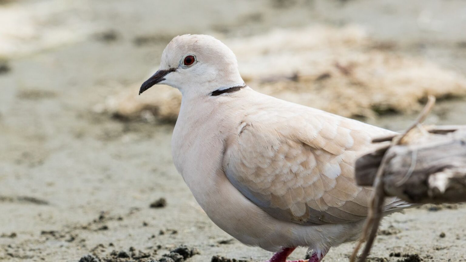 Ring Necked Dove VS Eurasian Collared Dove Comparison 101 - Birds News