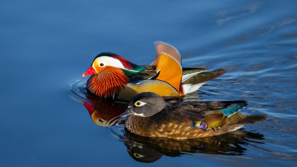 Cant You Hunt Mandarin Ducks Laws, Regulation and Alternatives