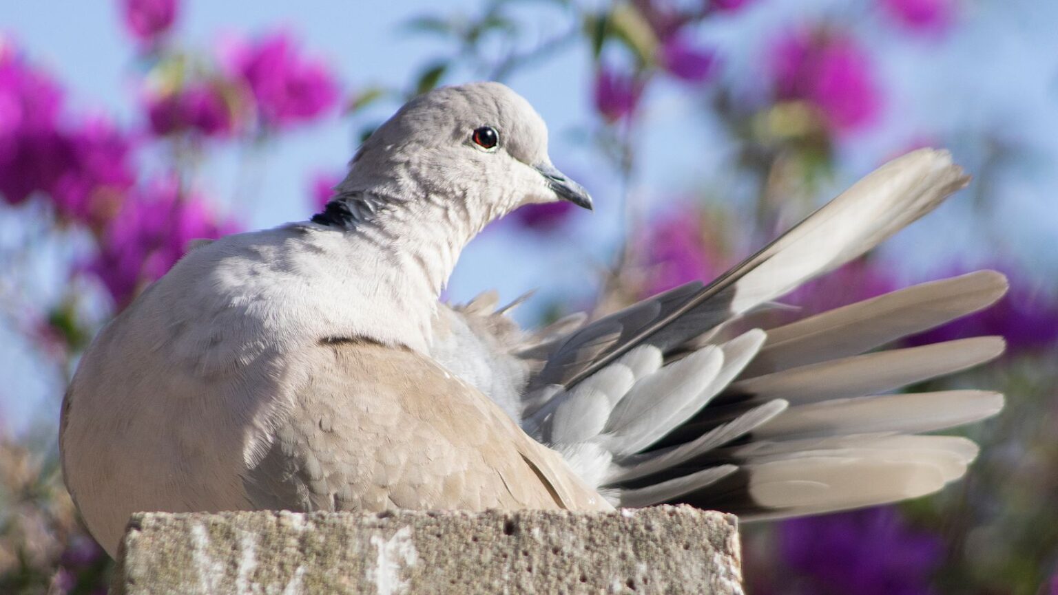 Ring Necked Dove VS Eurasian Collared Dove Comparison 101 - Birds News