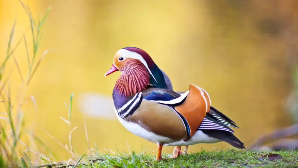 Hunting Mandarin Ducks Laws