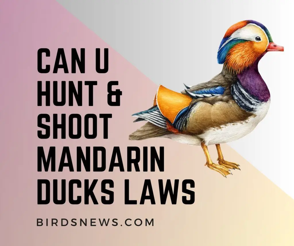 Hunting Mandarin Ducks Laws, Regulation and Alternatives