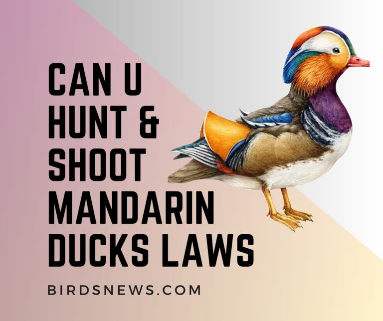 Hunting Mandarin Ducks Laws, Regulation and Alternatives