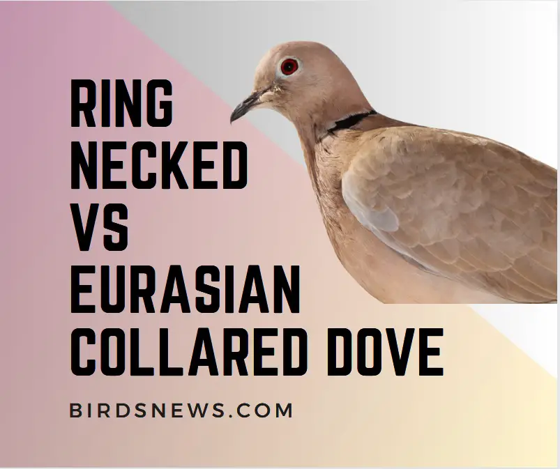 Ring Necked Dove VS Eurasian Collared Dove Comparison 101