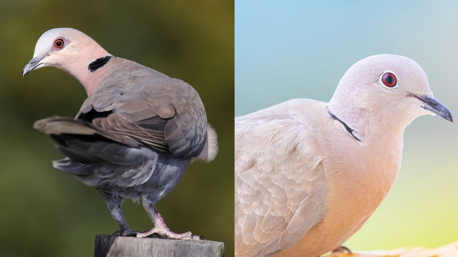 Ring Necked Dove VS Eurasian Collared Dove Comparison 101 - Birds News