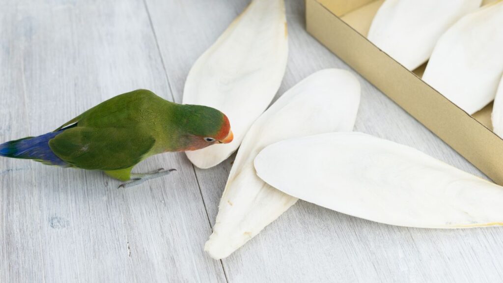 process of attaching Cuttlebones to Bird Cage