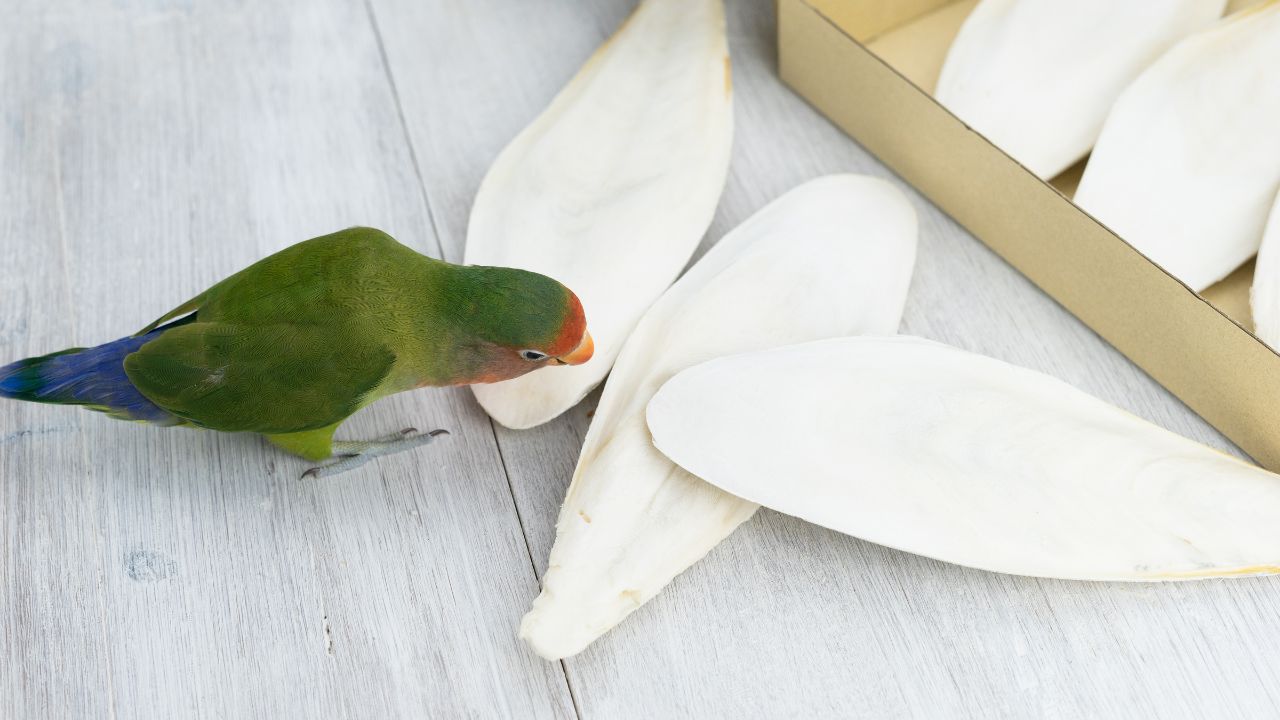 How To Attach Cuttlebone To Cage? Birds News