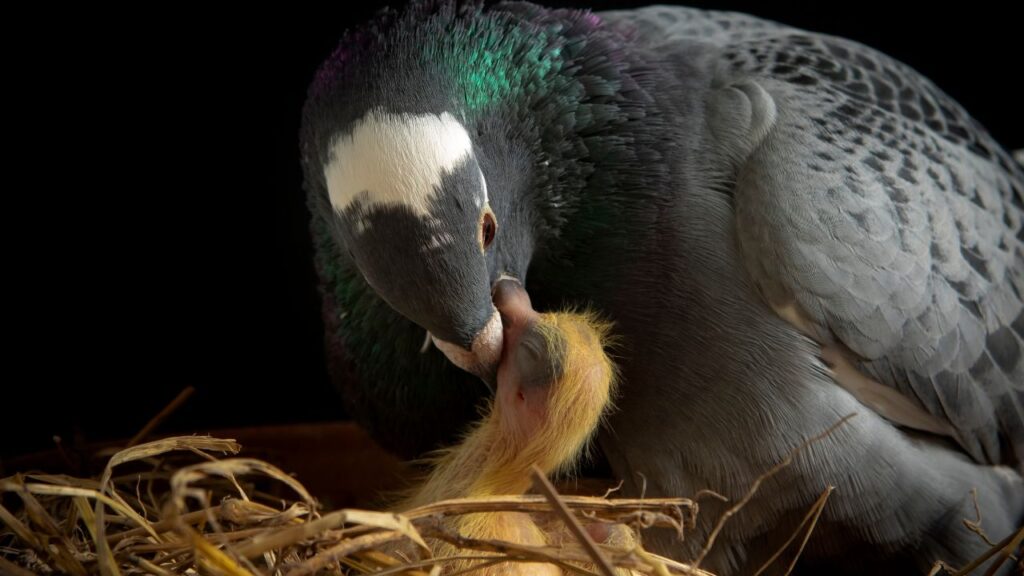 Pigeons Feed Milk to Their Babies