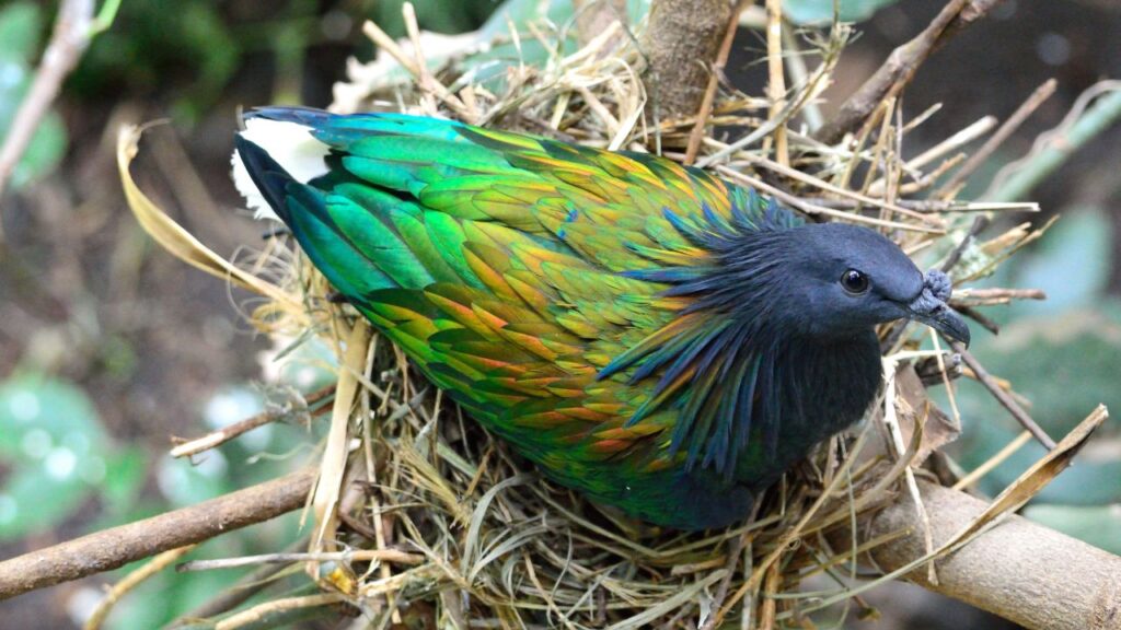 For how long do Starlings Stay/ Nest in one place?