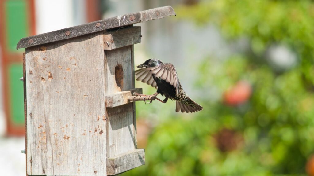 Starlings and their Migratory Pattern