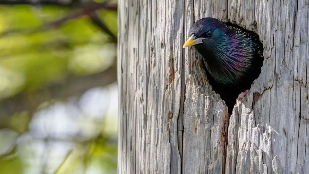 Do Starlings Nest in the same place every year?