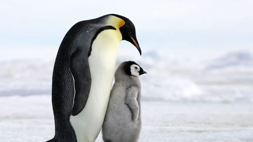 Emperor penguins feed milk to babies