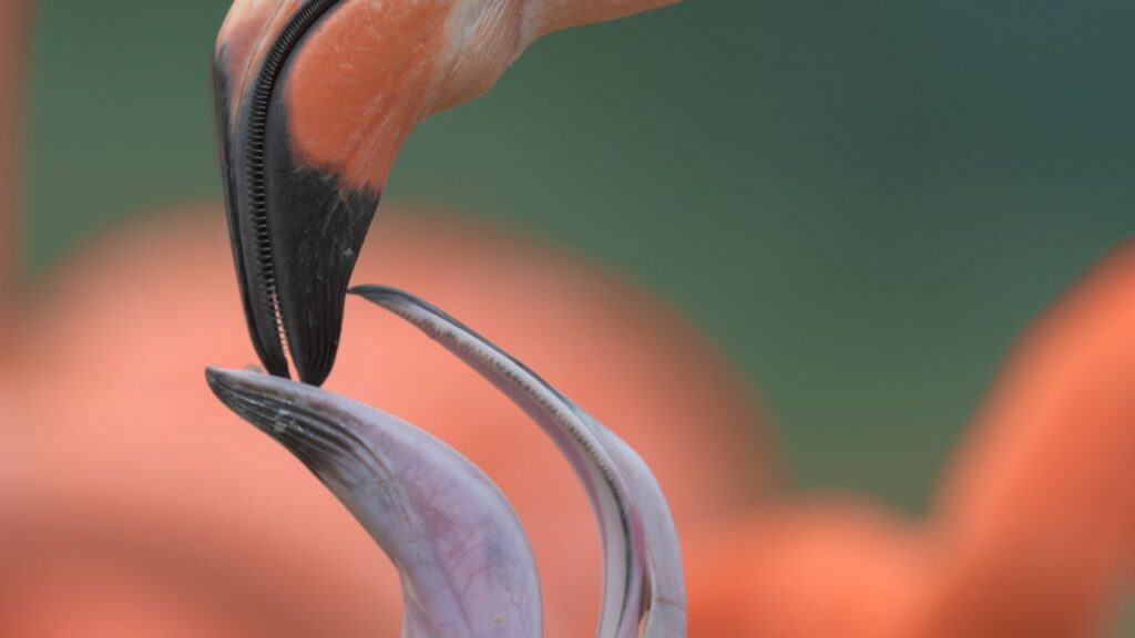 Flamingo Feed Milk to Their Babies