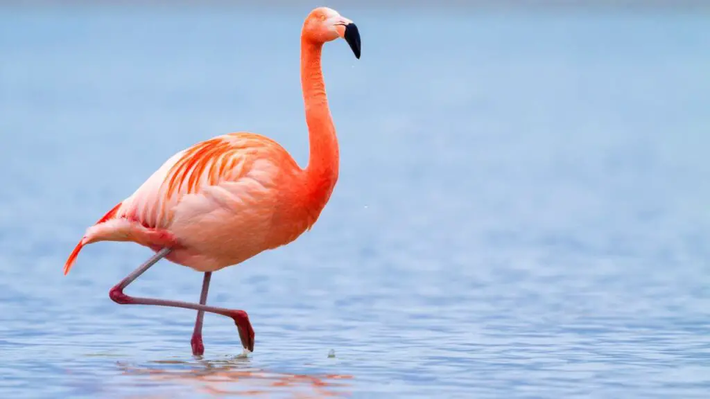 Do Flamingos Sleep Standing Up