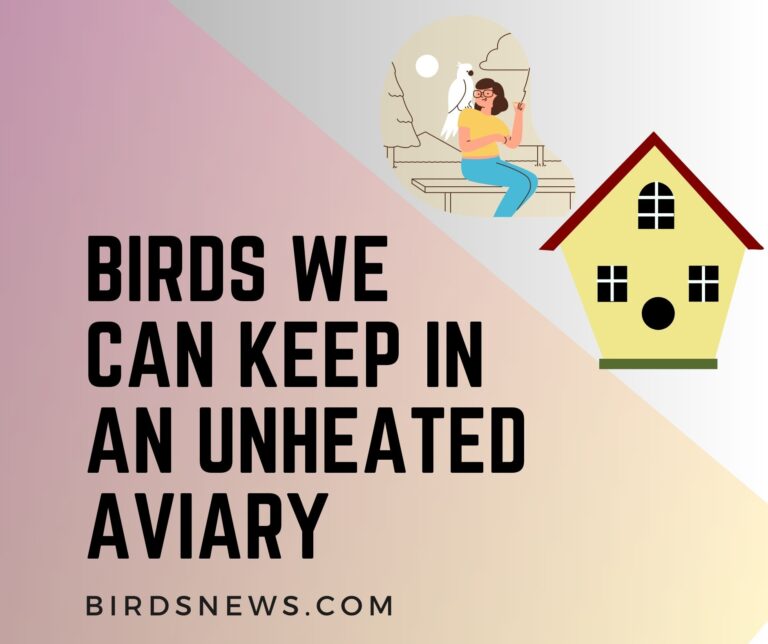 what-birds-can-i-keep-in-an-unheated-aviary-birds-news